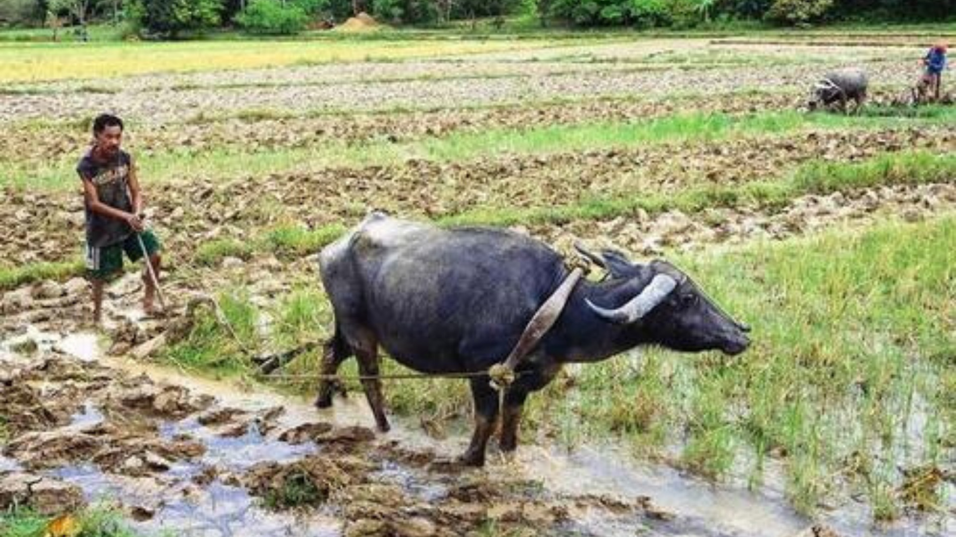 中国農夫と水牛が畑を耕している