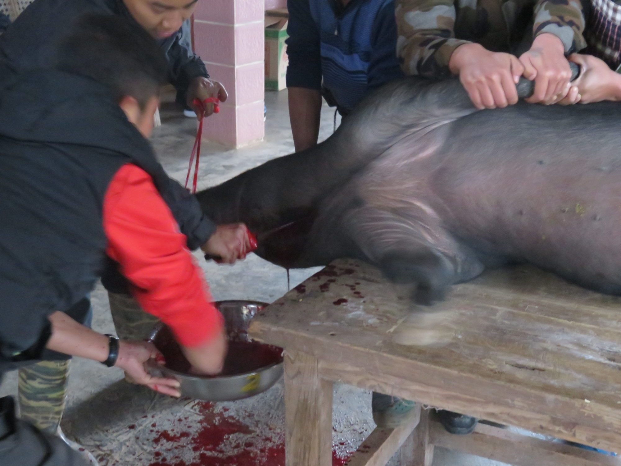 巨大黒豚の喉をナイフで一突きで殺生する。あっという間に絶命する。