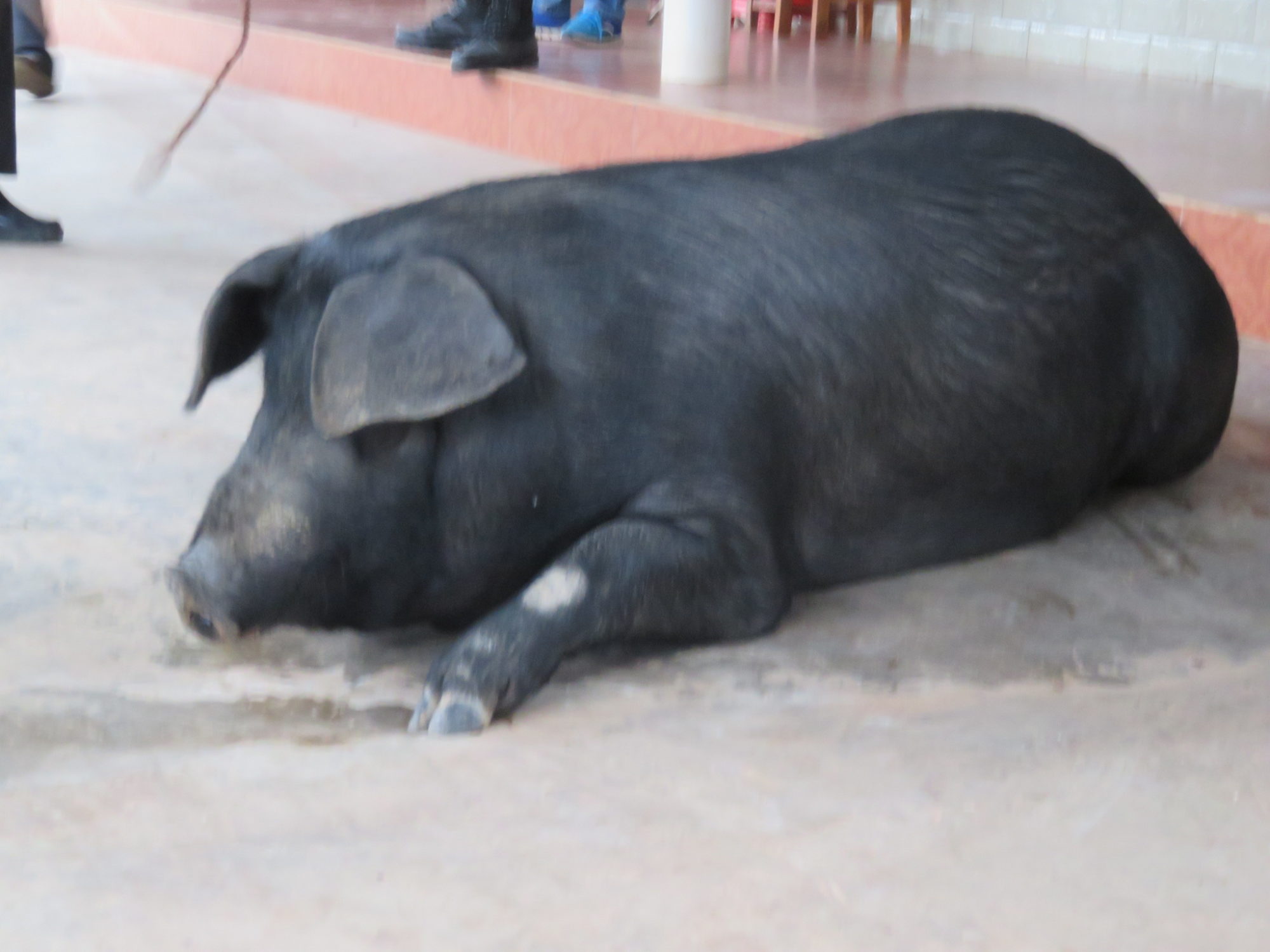 農村で育てられた豚、黒豚