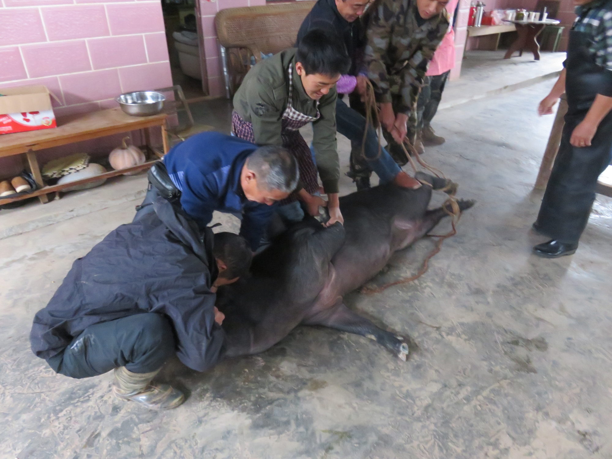 巨大な黒豚を数人で取り押さえる。